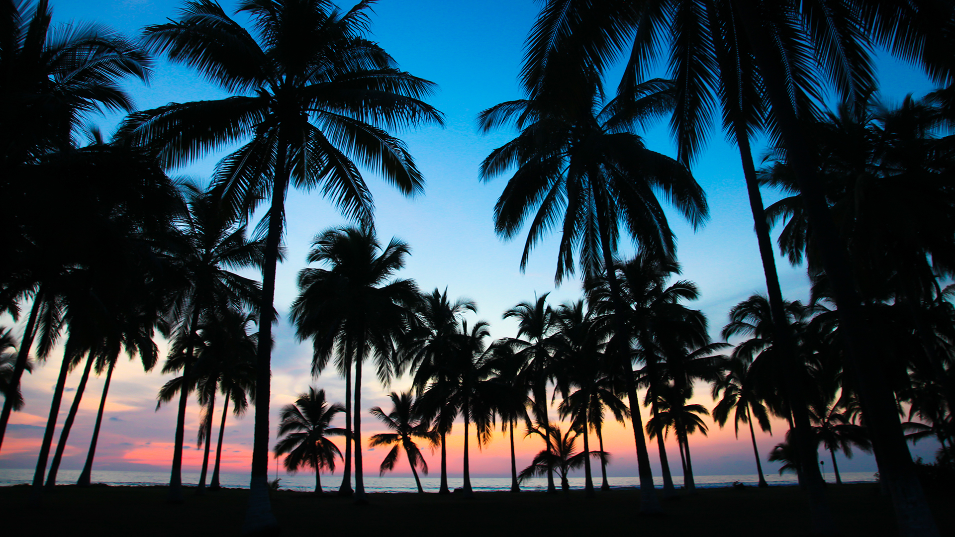 palm trees at sunset at Tortugas Villas 