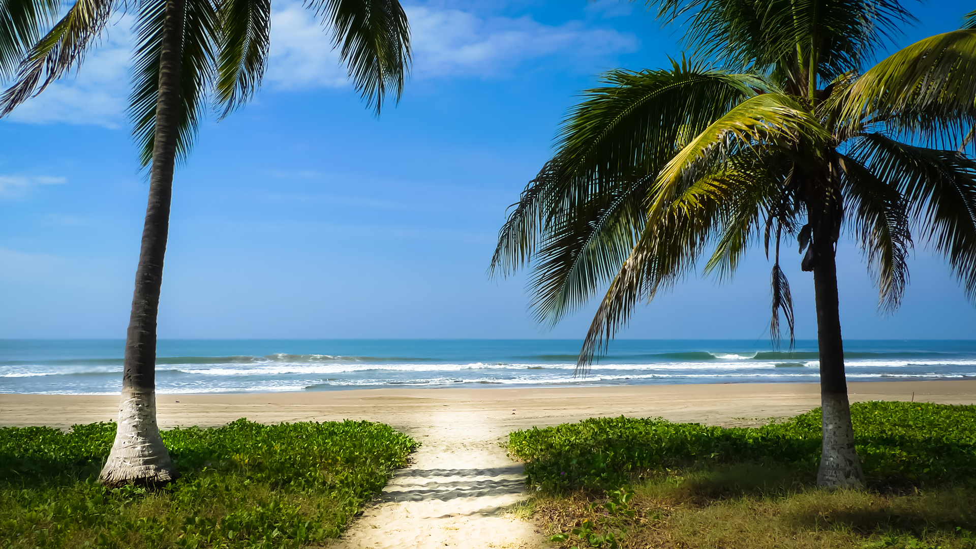 palm trees on an empty Riviera Nayarit Beach