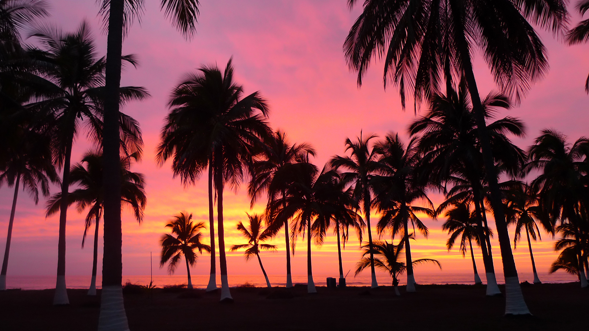 Palm Trees, sunset, Riviera Nayarit
