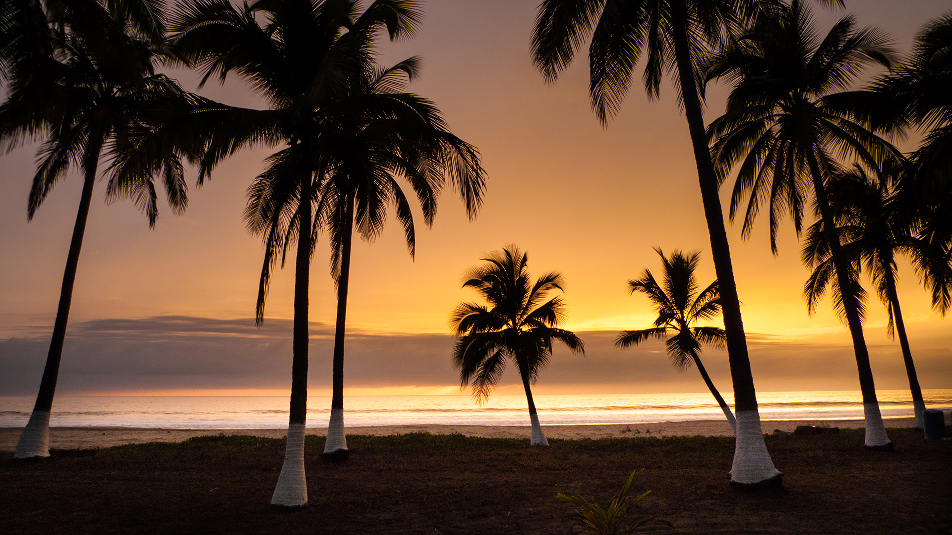 silhouetted palms at sunset in RIviera Nayarit