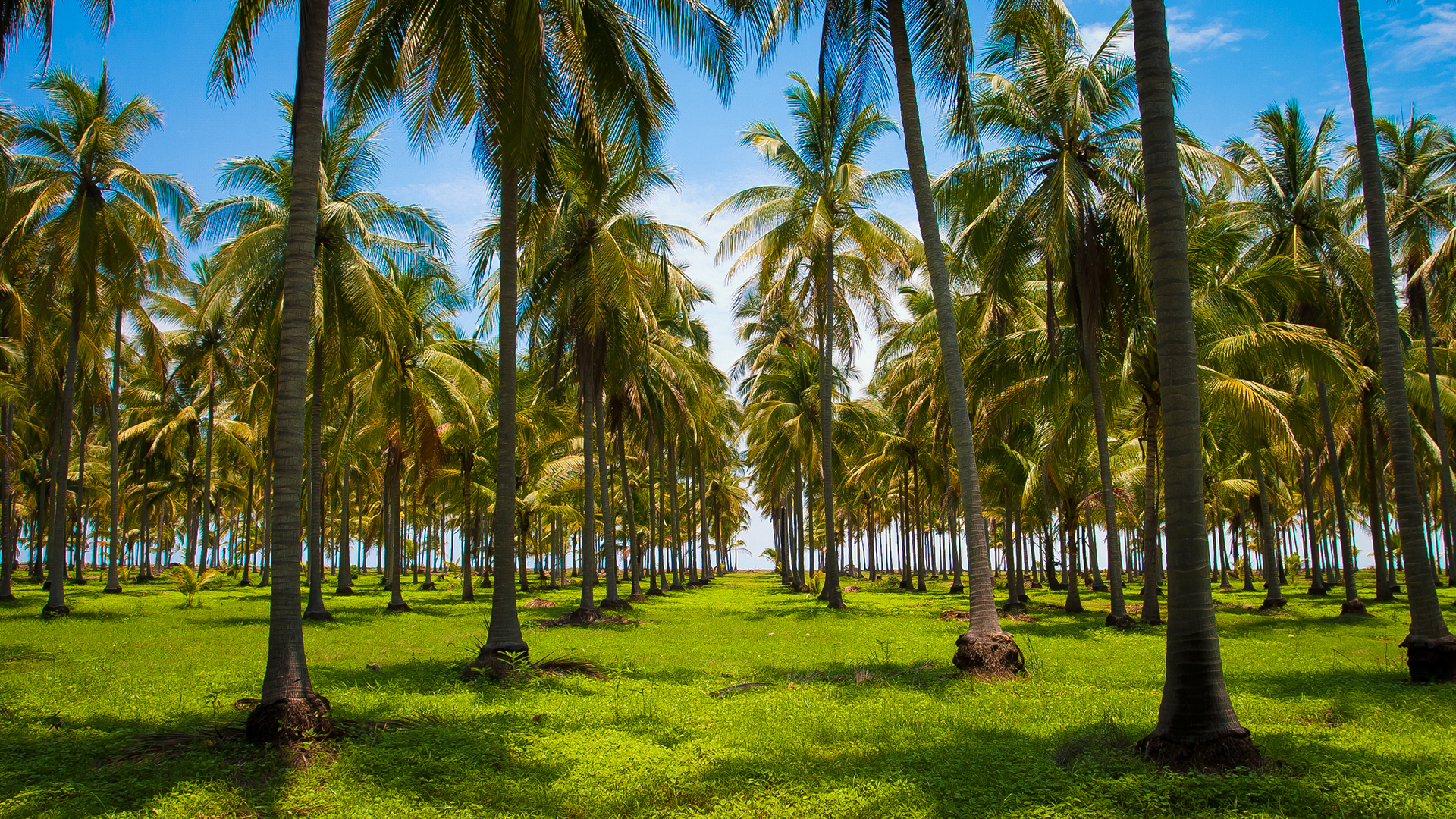 palm tree plantation in Riviera Nayarit